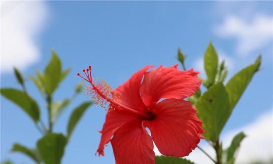 扶桑花（探寻扶桑花的寓意与象征）