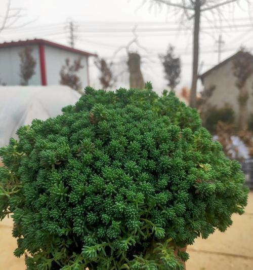 佛甲草花语与寓意解读（佛甲草的花语和寓意是什么）