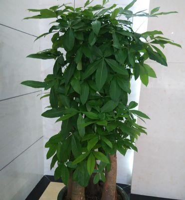 富贵树开花，好不好开花寓意（探究富贵树开花的祝福与象征意义）