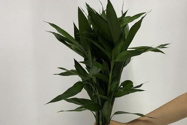富贵竹的花语与寓意（揭示富贵竹的意义与象征）