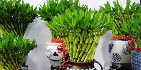 富贵竹（吉祥寓意与福运传承）