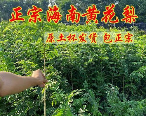 探寻黄檀树在农村的生命之旅（从历史文化）