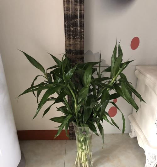 富贵竹开花的预示与寓意（探寻富贵竹开花的神秘信号与吉祥意义）