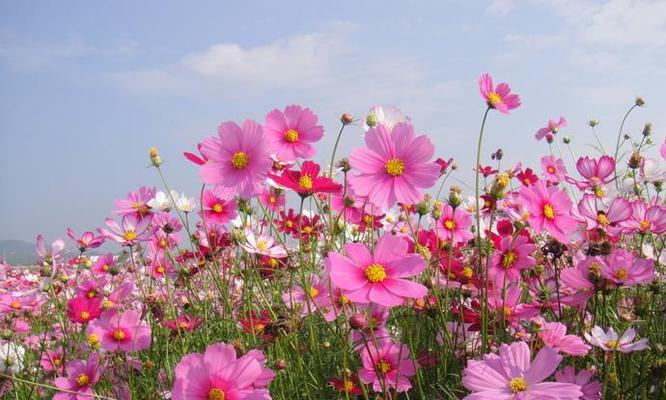 以格桑花的花语和含义（传递爱与希望的格桑花）