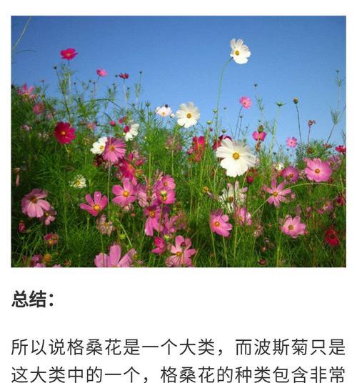 格桑花风水（探秘格桑花的风水寓意与作用）