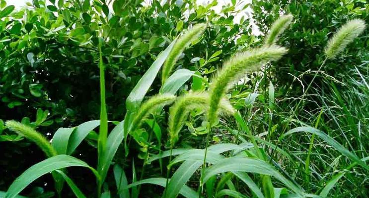 狗尾巴花的寓意与象征意义（探索狗尾巴花文化的奥秘）