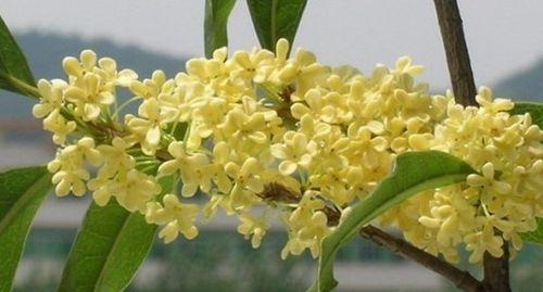 桂花的象征意义与寓意（芬芳的象征）