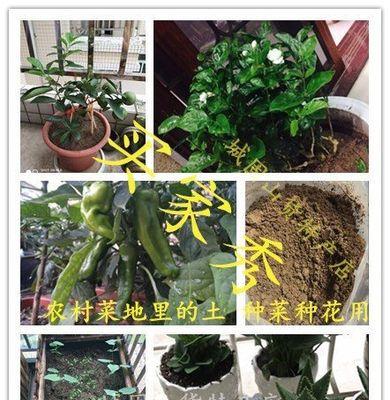 黄土花园的奇迹（探秘黄土如何打造美丽花园）
