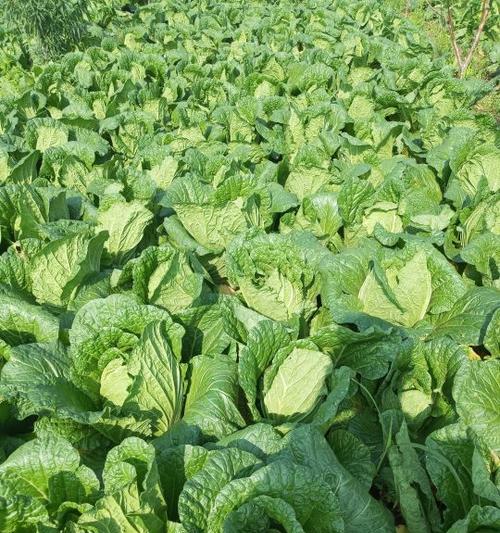 黄心菜的播种时机与方法（掌握黄心菜种植技巧）