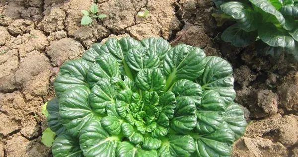 黄心乌塌菜种植全指南（从时间、方法到管理）