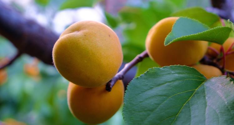 黄杏成熟上市季节与营养价值详解（发现黄杏）