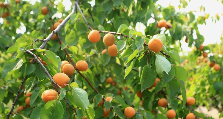 黄杏成熟上市季节与营养价值详解（发现黄杏）