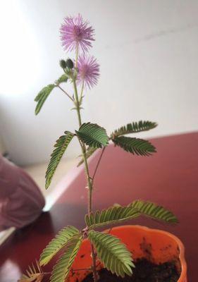 含羞草开花的意义与预示（羞怯绽放的美丽花朵）