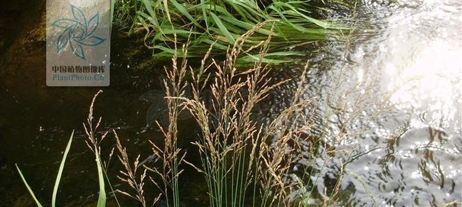 禾本科植物品种及特点详解（禾本科植物的分类及生态适应性）