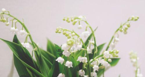 铃兰花的花语与寓意（铃兰花语解读及其文化内涵）