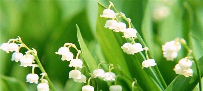 铃兰花的寓意与花语（揭示铃兰花的神秘之美——探索铃兰花语的世界）