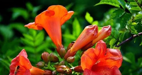 凌霄花的花语与传说（探寻凌霄花的奇幻之美）