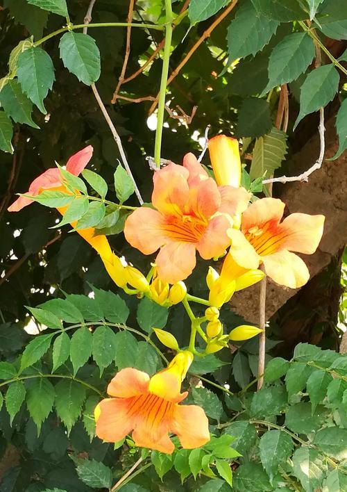凌霄花的花语与传说（探寻凌霄花的奇幻之美）