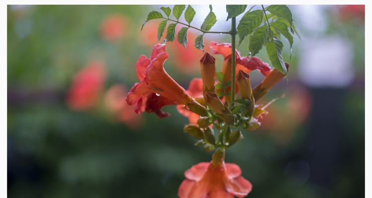 凌霄花的寓意与象征（探索凌霄花的神秘力量与美丽意义）