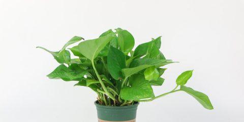 绿萝的花语——繁荣与幸福（生命与希望的象征）