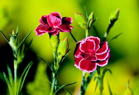 绿色康乃馨的花语与意义（康乃馨的绿色花语解读与传承）