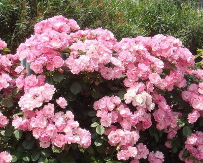 四季蔷薇开花美不胜收（探秘蔷薇四季开花的奥妙与美丽）