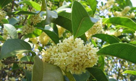 乔木花卉大全（品种齐全）
