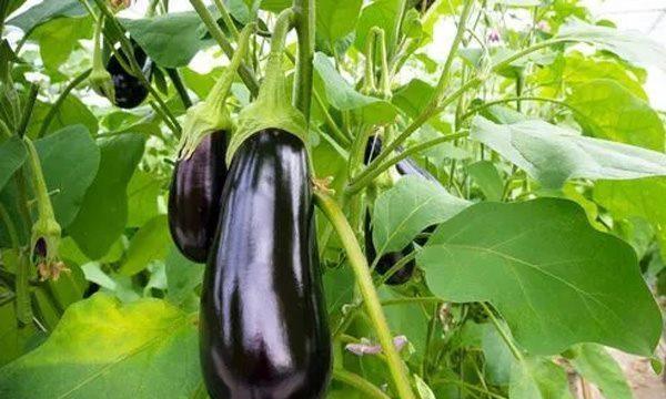 聚焦茄子的保存方法（如何保存茄子以确保其口感与营养）
