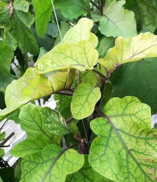 茄子黄叶病的防治（探究茄子黄叶病的成因及有效治疗方式）