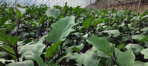 茄子喜肥，施肥秘籍大揭密（掌握茄子施肥要点）