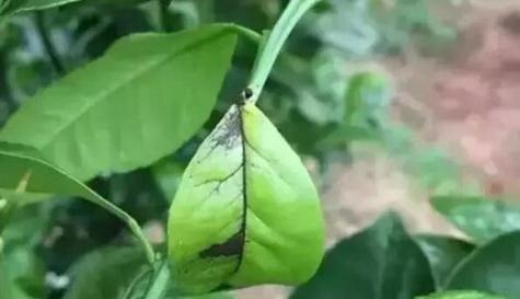 琴叶榕炭疽病的预防与治疗（生长环境是琴叶榕健康的保障）