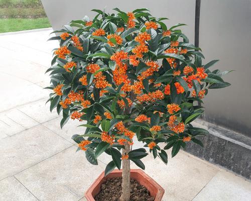 四季桂花的盛开时间及特点（桂花四季香）