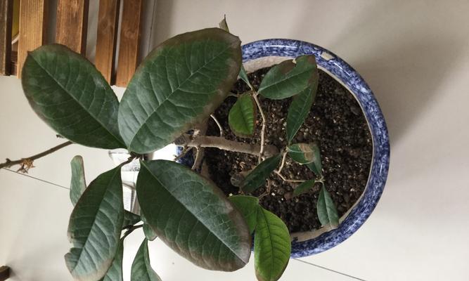 四季桂叶尖干枯的原因和解决方法（如何保持四季桂健康生长）