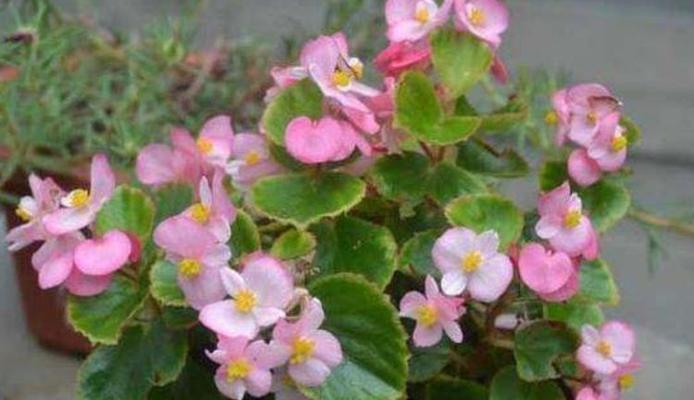 探讨四季海棠的植物类型及生长特征（探讨四季海棠的植物类型及生长特征）