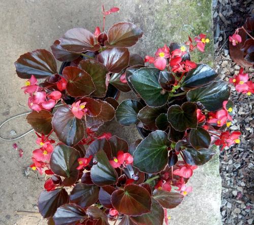 探讨四季海棠的植物类型及生长特征（探讨四季海棠的植物类型及生长特征）
