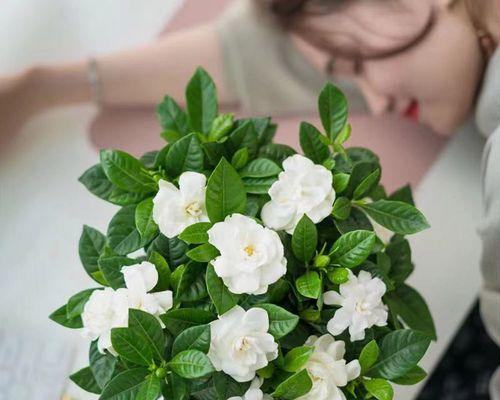 四季盛开的花海（探秘四季开花的花卉种类）