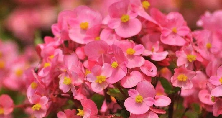 四季盛开的花海（探秘四季开花的花卉种类）