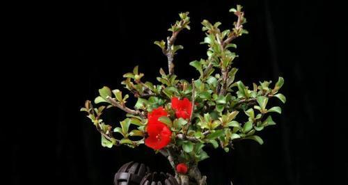 四季梅花期多久时间（探究四季梅花的开花时期及特点）