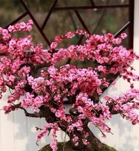 四季梅花期多久时间（探究四季梅花的开花时期及特点）