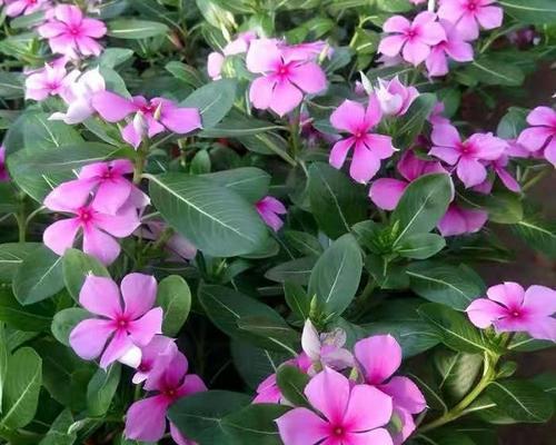 四季梅花期多久时间（探究四季梅花的开花时期及特点）