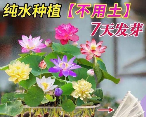四季碗莲的开花周期（探究四季碗莲的花期与生长环境）