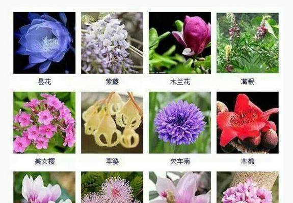 四季碗莲的开花周期（探究四季碗莲的花期与生长环境）