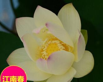 四季碗莲的开花周期（探究四季碗莲的花期与生长环境）