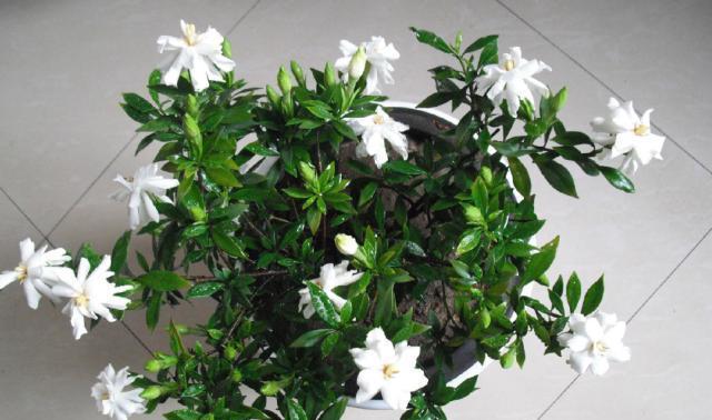 四季栀子开花次数详解（了解四季栀子的花期和开花规律）