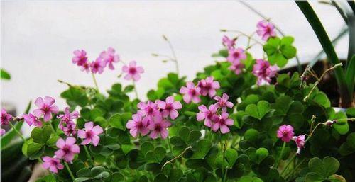 四叶草开花时间及季节（探秘幸运草的生长之谜）