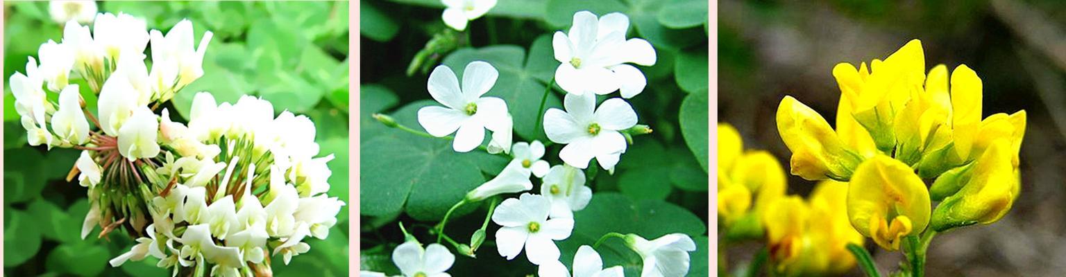 四叶草开花时间及季节（探秘幸运草的生长之谜）