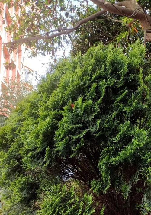 杉松柏是裸子植物吗（探究杉松柏的植物分类）