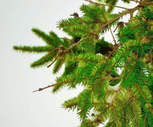 杉松柏是裸子植物吗（探究杉松柏的植物分类）