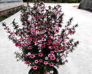 解决松红梅不开花问题的方法（探究松红梅不开花原因的分析和对策建议）