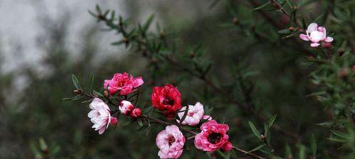 冬季松红梅叶子掉落的原因（探究松红梅冬季叶子掉落的因素与防治方法）